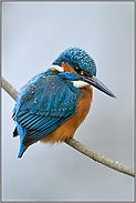 Schneekristalle auf dem Rücken... Eisvogel *Alcedo atthis* im Winter