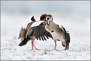 Streithähne... Nilgans *Alopochen aegyptiacus*, Auseinandersetzung zwischen Nilgänsen im Schnee