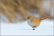 Spaziergänger... Bartmeise *Panurus biarmicus* am Boden im Schnee