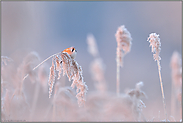 frühes Licht... Bartmeise *Panurus biarmicus* im Schilfgürtel