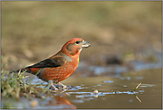 farbenprächtig... Kiefernkreuzschnabel *Loxia pytyopsittacus * an einer natürlichen Wasserstelle