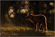 auf der Anhöhe... Rotfuchs *Vulpes vulpes* im Streiflicht