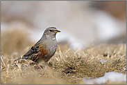 angepasst... Alpenbraunelle  *Prunella collaris* in ihrem typischen Lebensraum im Hochgebirge