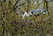 Fütterung... Graureiher *Ardea cinerea* bei der Fütterung des Nachwuchses