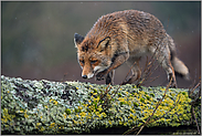 schnurstracks... Rotfuchs *Vulpes vulpes* läuft im Regen über einen Baumstamm