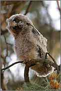 schräger Blick... Waldohreule *Asio otus*, junge Eule, Waldohreulenästling