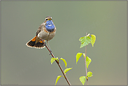 Gipfelstürmer... Blaukehlchen *Luscinia svecica* singt mit aufgefächerten Schwanzfedern