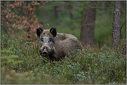im Busch... Wildschwein *Sus scrofa*, überraschende Begegnung im Wald