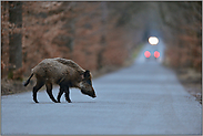 Wildwechsel... Wildschwein *Sus scrofa* überquert eine Straße