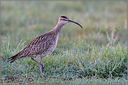 langer Hals... Regenbrachvogel *Numenius phaeopus* bei der Nahrungssuche auf einer nassfeuchten Wiese