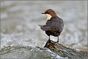 Schulterblick... Wasseramsel *Cinclus cinclus* steht auf einem Stein im Wasser