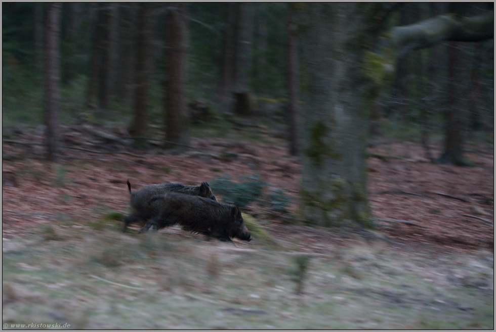 flüchtend... Wildschwein *Sus scofa*, zwei Überläufer auf der Flucht durch den Wald