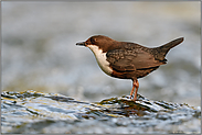 im Wasser stehend... Wasseramsel *Cinclus cinclus* mit Beute im Schnabel