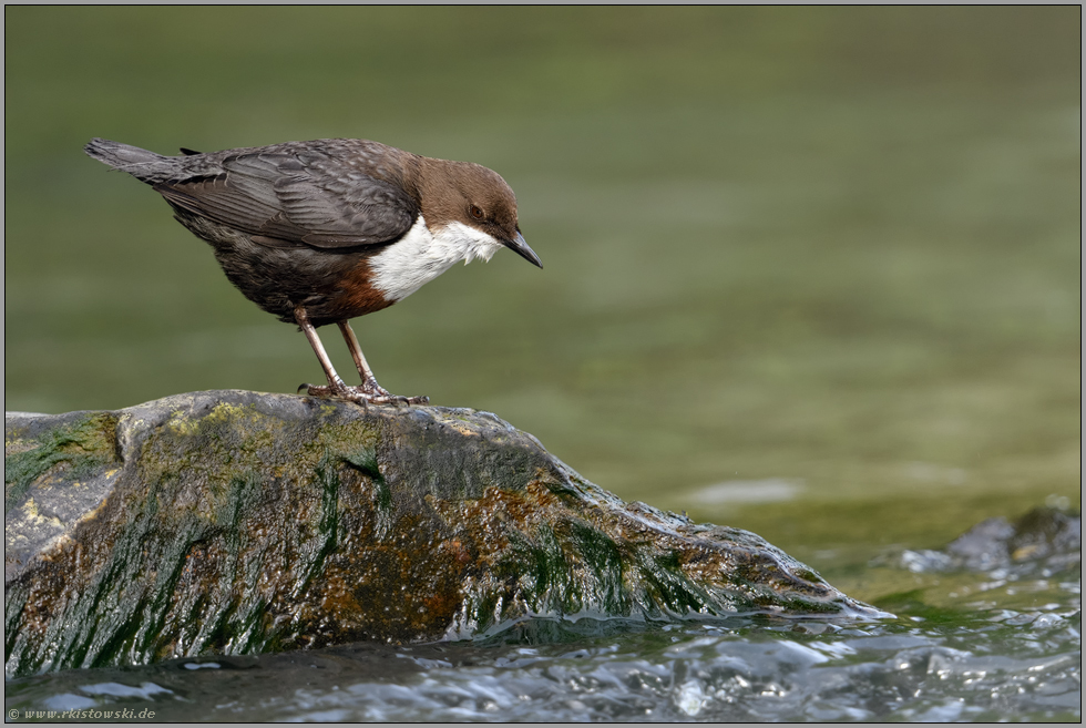 saubere Bäche und Flüsse... Wasseramsel *Cinclus cinclus* bei der Nahrungssuche