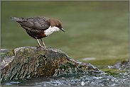 saubere Bäche und Flüsse... Wasseramsel *Cinclus cinclus* bei der Nahrungssuche