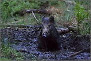 Schlammbad... Wildschwein * Sus scrofa*  in einer natürlichen Suhle