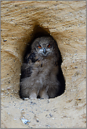 fast ein wenig schüchtern... Europäischer Uhu *Bubo bubo*, Jungvogel steht im Eingang seiner Nisthöhle