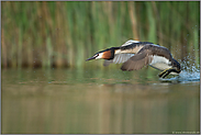 im Sprint... Haubentaucher *Podiceps cristatus* fliegt mit Anlauf auf