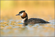 leuchtende Farben... Haubentaucher *Podiceps cristatus* im schönsten frühsommerlichen Licht