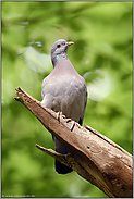 unter'm Blätterdach der Buchen... Hohltaube *Columba oenas* im Wald, gefährdeter Höhlenbrüter