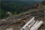 Chaos... Waldsterben *Kahlschlag* im Fichtenbestand, Maßnahmen zur Beseitigung des Borkenkäferbefalls