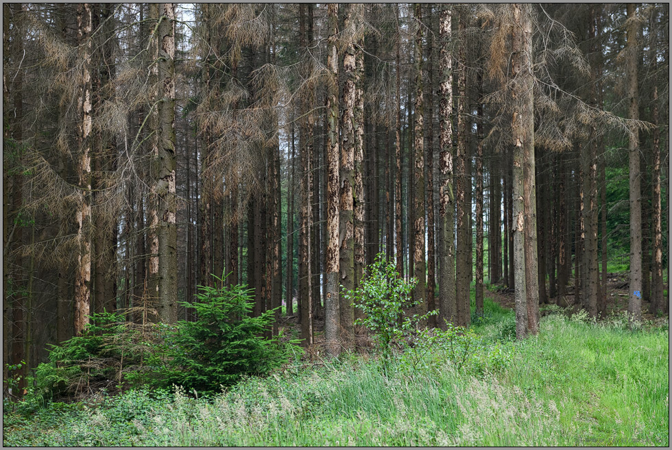 der Wald ist krank... Waldsterben *Fichten*, abgestorbene Bäume, Borkenkäferbefall, kranker Fichtenbestand