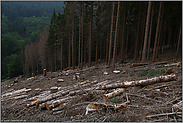 Aufräumarbeiten... Waldsterben *Rodungsfläche*