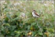 vor der Brombeerhecke... Neuntöter *Lanius collurio*, Weibchen sitzt vor der Hecke auf einem trockenen Reisig