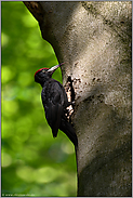 Spechtzunge... Schwarzspecht *Dryocopus martius*, männlicher Schwarzspecht streckt die Zunge aus