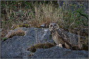 Nachtsichtgerät... Uhu *Bubo bubo* in der späten Dämmerung