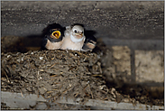 im Schwalbennest... Rauchschwalbe *Hirundo rustica*, Jungvögel kurz vor dem Ausflug