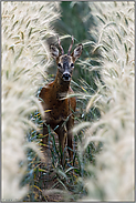 wachsam im Roggen... Rehbock *Capreolus capreolus*