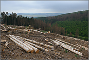 der Wald stirbt... Waldsterben *Fichten*, Kahlschlag auf einer von Borkenkäfer befallenen Fläche