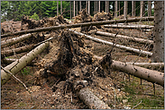 im Klimawandel... Waldsterben *Fichtenbestand* im Mittelgebirge, Borkenkäferbefall und Windwurf