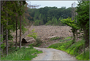 Kahlschlagfläche... Waldsterben *Borkenkäferbefall*