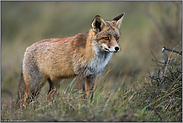 viel Geduld... Rotfuchs *Vulpes vulpes* beobachtet aufmerksam das Geschehen