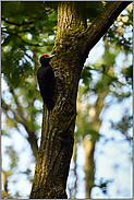 Waldbewohner... Schwarzspecht *Dryocopus martius* sitzt am Baum, an einer Eiche
