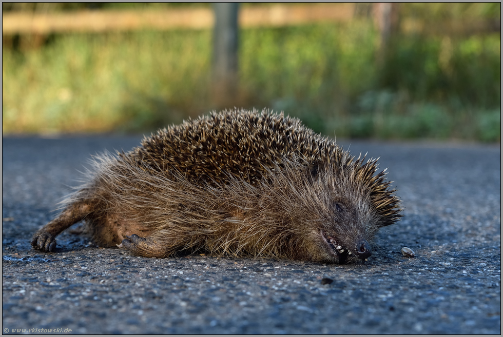 European Hedgehog