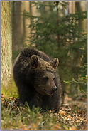 umherstreifend... Europäischer Braunbär *Ursus arctos*, junger Bär im Wald