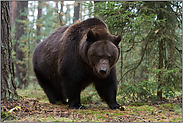 ziemlich imposant... Europäischer Braunbär *Ursus arctos*, direkter Blickkontakt