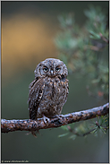 wärmeliebend... Zwergohreule *Otus scops* bei weichem Licht