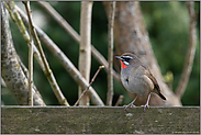 auf dem Gartenzaun... Rubinkehlchen *Luscinia calliope*