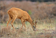 ungestört...Reh *Capreolus capreolus*, Rehbock bei der Äsung