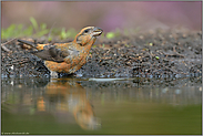 im Spätsommer... Fichtenkreuzschnabel *Loxia curvirostra* schöpft Wasser