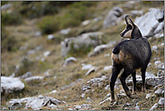 am Rande des Kampfwaldes... Gämse *Rupicapra rupicapra* in der Bergwelt der Bayerischen Alpen