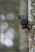 rufend... Tannenhäher  *Nucifraga caryocatactes*, Wächter des Bergwaldes