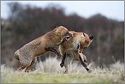 miteinander kämpfend... Rotfüchse *Vulpes vulpes*, heftige Beißerei, Auseinandersetzung