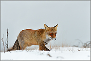 auf der Jagd... Rotfuchs *Vulpes vulpes* läuft durch Schnee