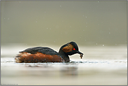 mit Beute... Schwarzhalstaucher *Podiceps nigricollis* bei der Nahrungssuche