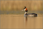 wenn Haare zu Berge stehen... Haubentaucher *Podiceps cristatus* im goldenen Licht